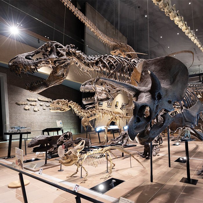 🏛️ 기타큐슈 시립 생명의 여행 박물관(키타큐슈 시리츠 이노치노타비 하쿠부츠칸) 이미지 11